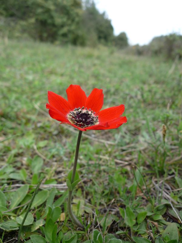 Anemone coronaria